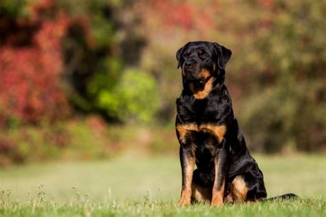 tiere fick|Der Tag, an dem mich unser Rottweiler nahm – readbeast.